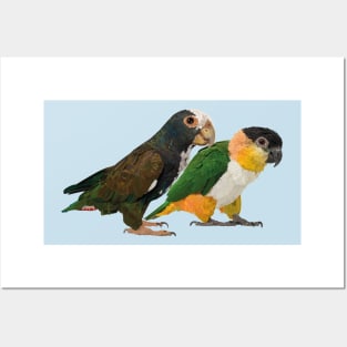 Caique and parrot Posters and Art